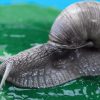 Snail Farming business in Nigeria