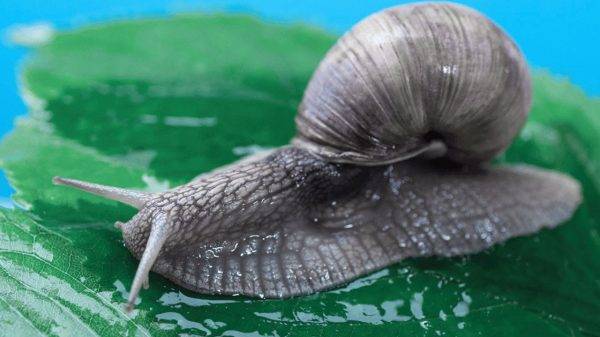 Snail Farming business in Nigeria